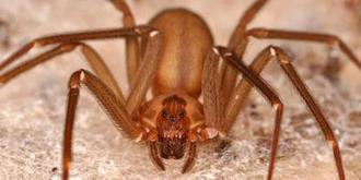 Medio Ambiente informa investigación dejó resultado negativo en localización de araña que habría causado picaduras