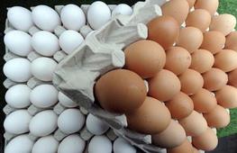 Gobierno levanta restricción de exportación de huevos