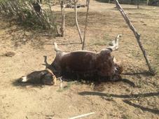 Hombre es acusado de envenenar a 12 burros