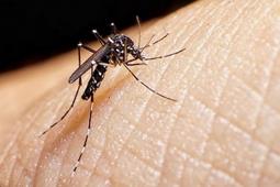 ¡Se acerca el chikungunya! Salud Pública emite alerta epidemiológica